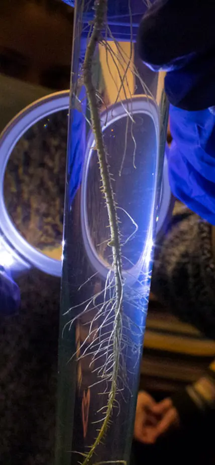 A thin piece of root structure is suspended in a hand-sized test tube. A scientist in latex gloves is holding a lighted magnifying glass up to the test tube and another scientist stands behind.