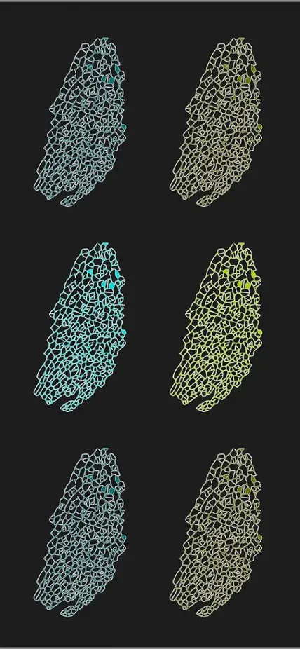 Stylized image of a young Arabidopsis leaf showing individual cells by Flavia Bossi