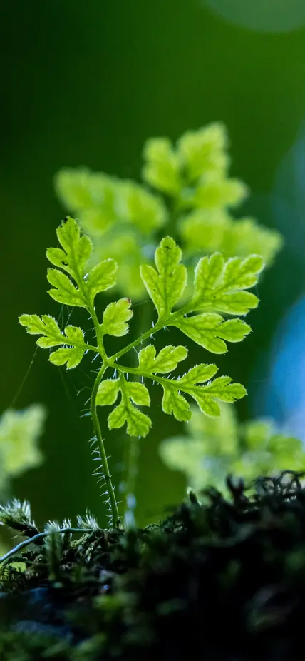 Leaves sprouting from the soil
