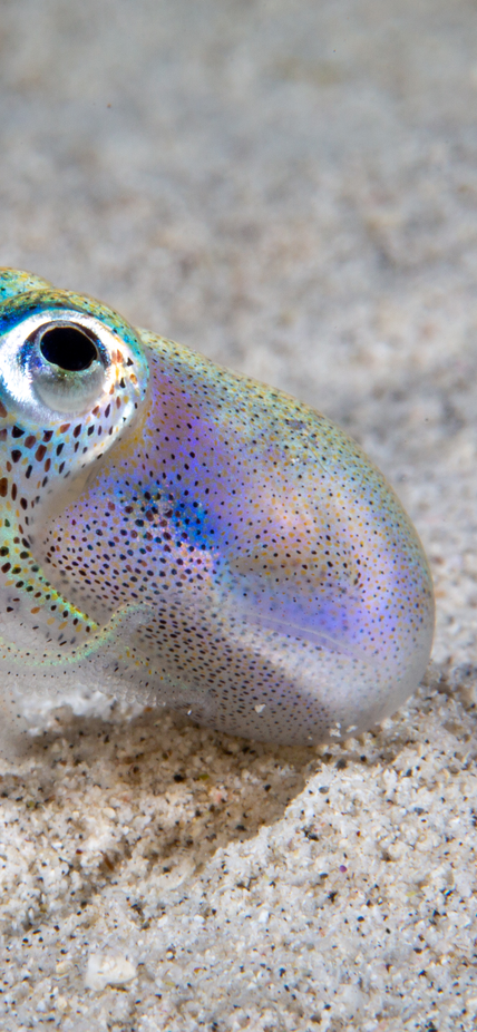 Hawaiian bobtail squid purchased from Shutterstock