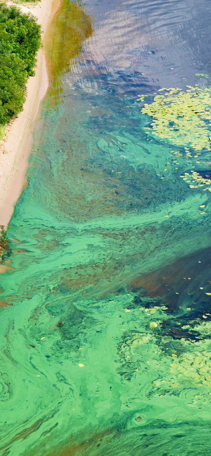 Coastal algal bloom discolors the water. Image purchased from Shutterstock.