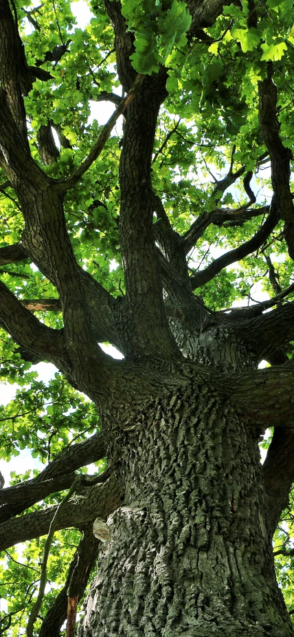 Looking upward at the branches of a large oak tree. 