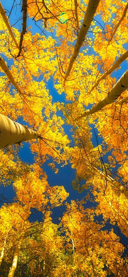 looking upward in a grove of aspen trees with golden yellow leaves and bright blue sky