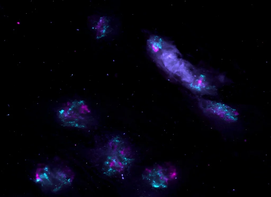 2024 | Galactic Echoes in the Heart of Cells