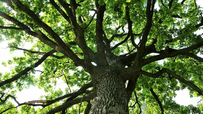 Looking upward at the branches of a large oak tree. 