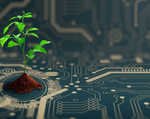 Illustration of a plant growing on a computer chip purchased from Shutterstock.