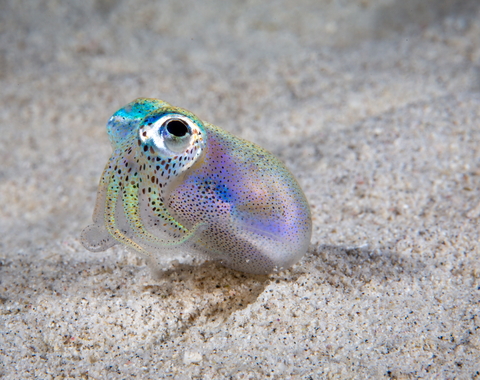 Hawaiian bobtail squid purchased from Shutterstock