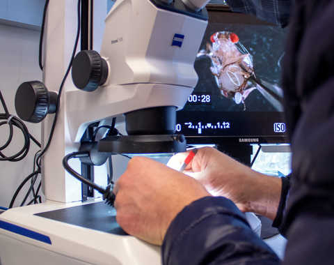 microscope fly gut ludington lab