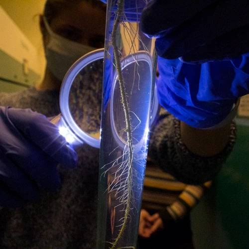 A thin piece of root structure is suspended in a hand-sized test tube. A scientist in latex gloves is holding a lighted magnifying glass up to the test tube and another scientist stands behind.