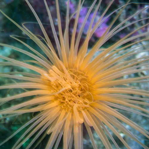 An orange anemone