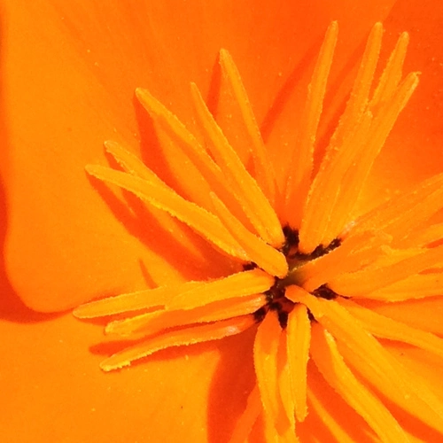The inside of an orange flower
