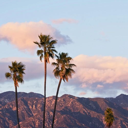 Palm trees in front of the San Gabriel Mountains 