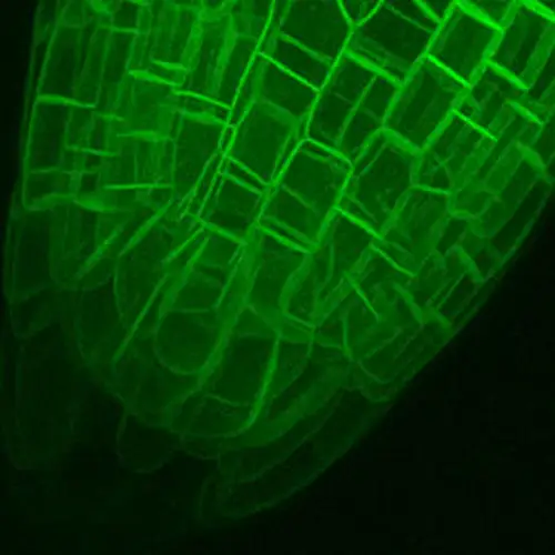  3D projection of an Arabidopsis root tip. Credit: Dave Ehrhardt3D projection of an Arabidopsis root tip. Credit: Dave Ehrhardt