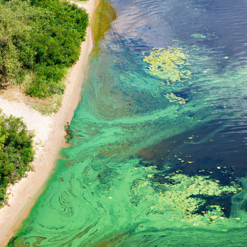 Coastal algal bloom discolors the water. Image purchased from Shutterstock.