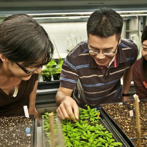 Sue Rhee and two postdocs check out seedlings in the greenhouse