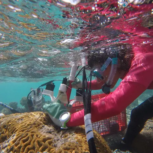 Postdoc Manoela Romanó de Orte conducting coral research at Lizard Island.