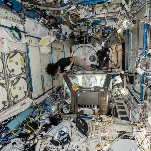 NASA astronaut Suni Williams working on stem cells in the International Space Station. Image is courtesy of NASA.